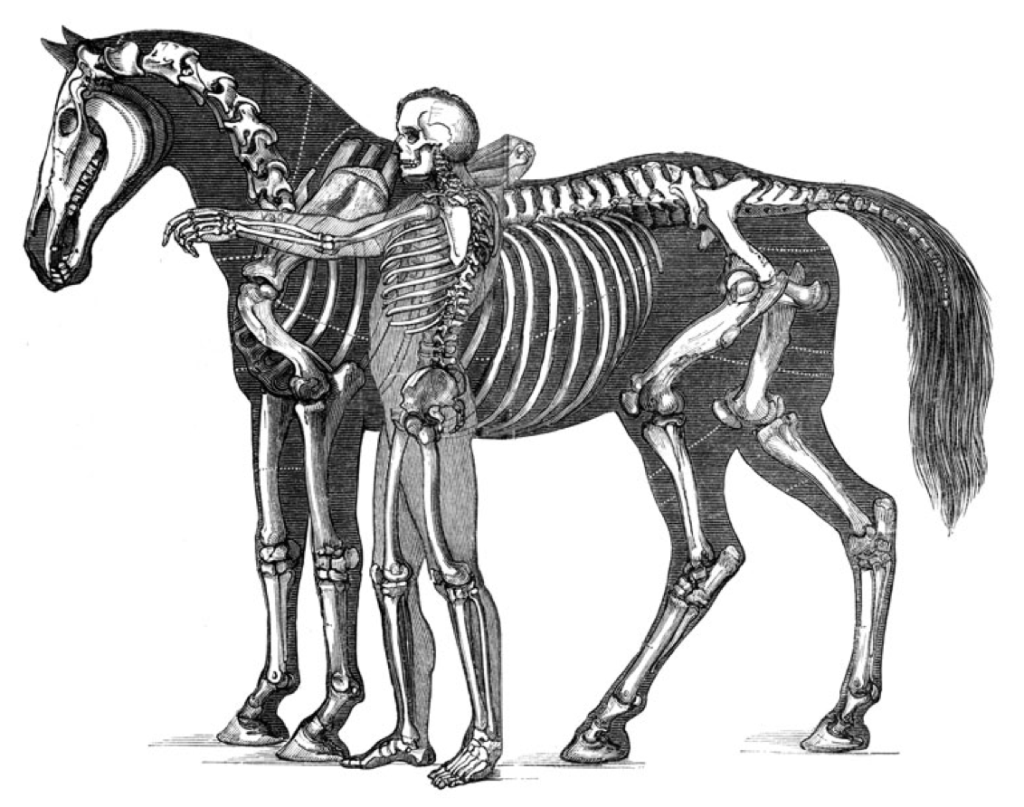 Anatomía caballo y humano